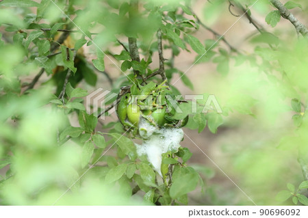 Moria gull frog 90696092