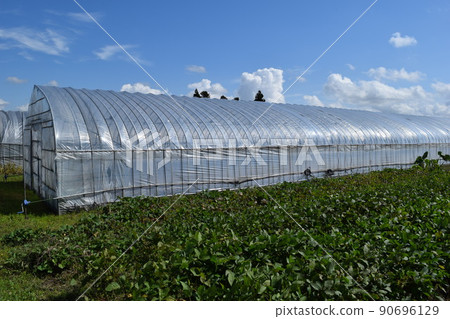 溫室大棚栽培 溫室大棚栽培 90696129