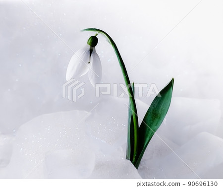 Snowdrop in the snow in early spring. 90696130