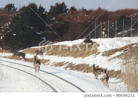 冬天出沒於花崎線的蝦夷鹿 90696252
