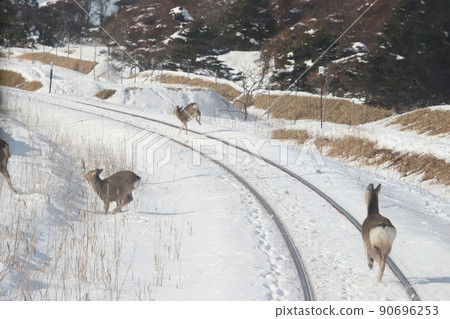 冬天出沒於花崎線的蝦夷鹿 90696253