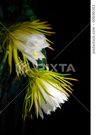 火龍果花 火龍果花 90696301