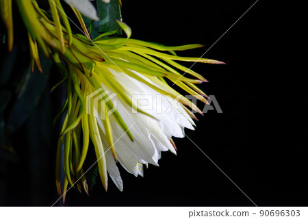 火龍果花 90696303