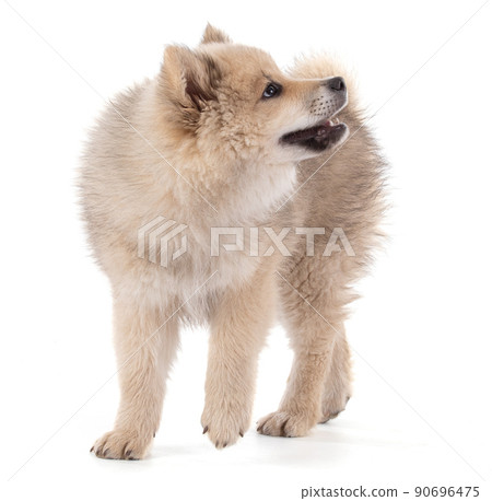 Adorable beige Eurasier puppy Adorable beige Eurasier puppy 90696475