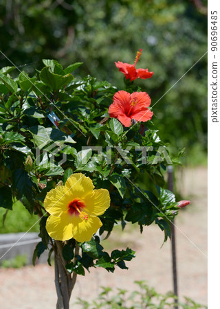 Yellow and red hibiscus 90696485