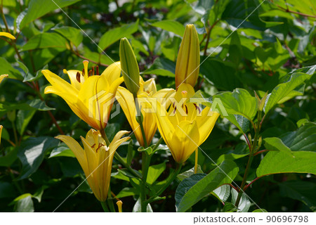 黃色百合花 90696798