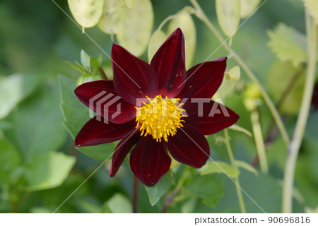 Crimson flower 90696816