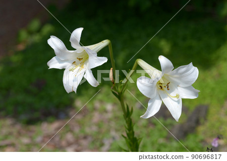 White lily flowers White lily flowers 90696817