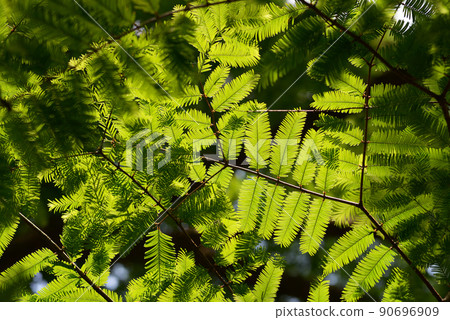 水杉葉紋的幼葉 90696909