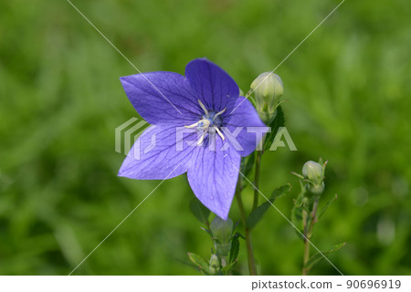 桔梗花 桔梗花 90696919