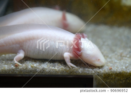 Axolotl Mexico Axolotl 90696952