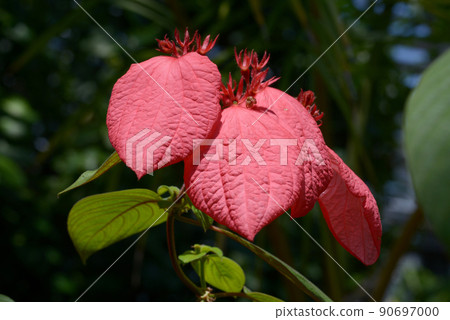 Yumelea Sagitata Yumelea Sagitata 90697000