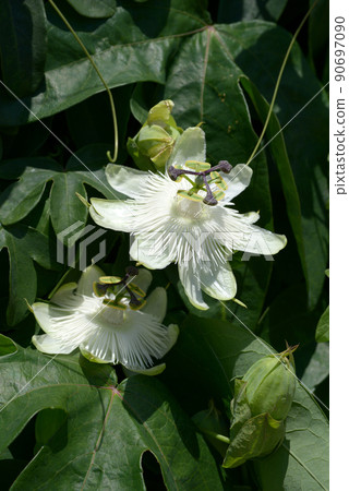 White watch 90697090