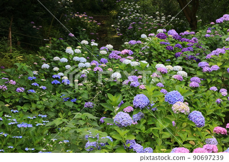 Hydrangea 0445 Hydrangea 0445 90697239