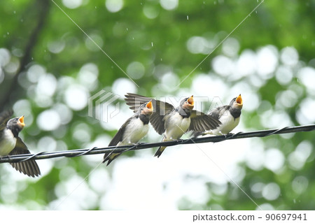 燕子等父鳥黃嘴 90697941