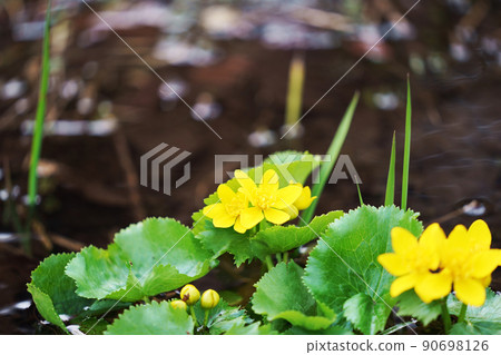 春天的聲音伴侶 Ezonoryukinka 90698126