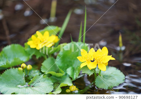 春天的聲音伴侶 Ezonoryukinka 春天的聲音伴侶 Ezonoryukinka 90698127