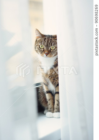 Kitten sitting on a windowsill and looking out for curtains Kitten sitting on a windowsill and looking out for curtains 90698269