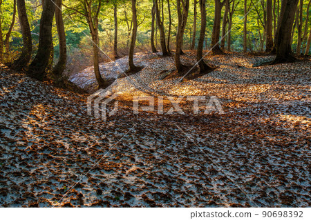 山毛櫸林的黎明 90698392