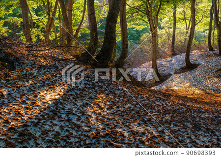 山毛櫸森林陽光 90698393