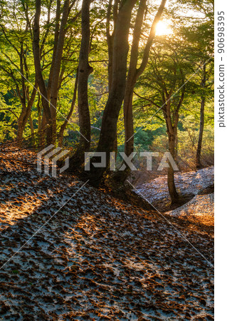 山毛櫸森林陽光 90698395