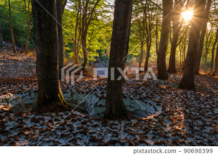 Glowing forest 90698399