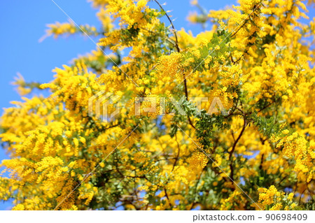 含羞草相思花 90698409