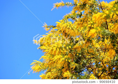 Mimosa acacia flower 90698410