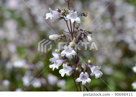 White Tsurigane Willow 90698411