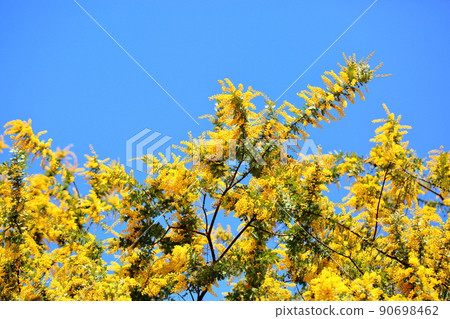Mimosa acacia flower Mimosa acacia flower 90698462