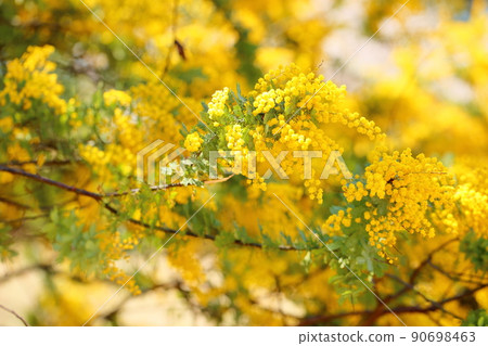 Mimosa acacia flower Mimosa acacia flower 90698463
