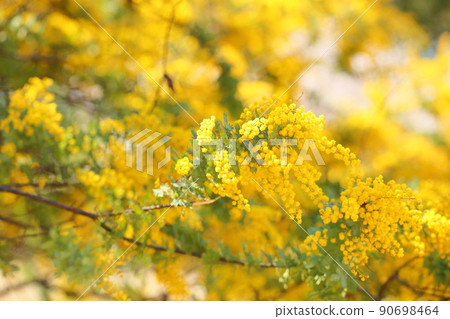 Mimosa acacia flower 90698464