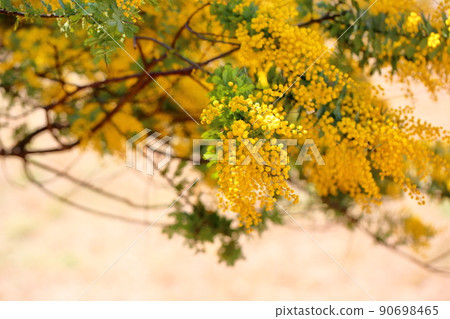 Mimosa acacia flower Mimosa acacia flower 90698465