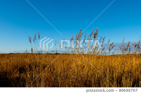 Amazing landscape at the Wadden Sea in St Peter Ording Germany 90698707