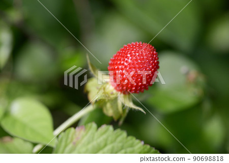Indian strawberry 90698818