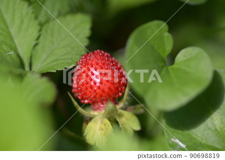 Indian strawberry 90698819