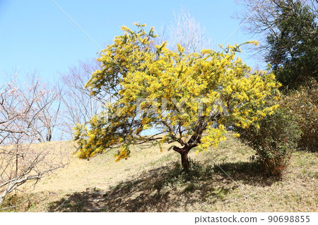 Mimosa acacia flower 90698855
