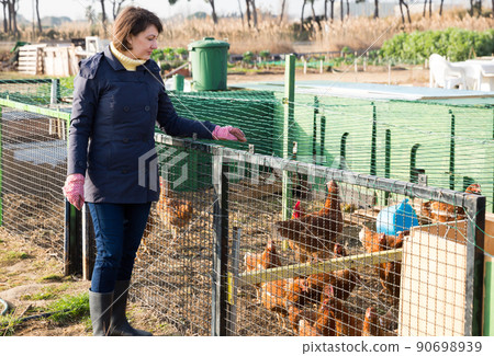 Woman working in henhouse 90698939