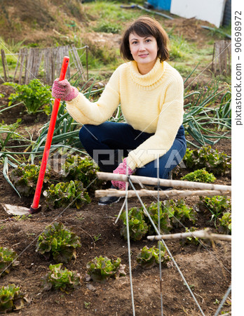 Woman hoeing in garden Woman hoeing in garden 90698972