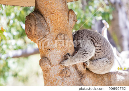 Close up shot of Sleepy koala lying on the tree Close up shot of Sleepy koala lying on the tree 90699762