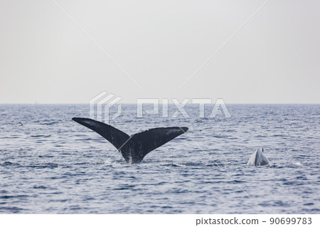 Close up shot of Humpback Whale tail Close up shot of Humpback Whale tail 90699783