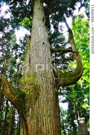 東京禦嶽山天狗棲息的雪松 90699811