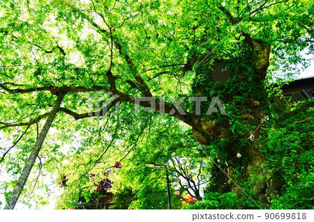 Mt. Mitake, Tokyo Fresh green zelkova 90699818