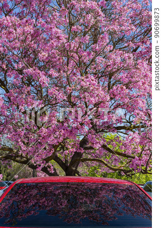 Sunny view of the beautiful Silk Floss Tree blossom at Descanso Garden Sunny view of the beautiful Silk Floss Tree blossom at Descanso Garden 90699873
