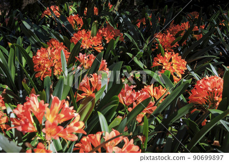 Close up shot of bush lily blossom 90699897