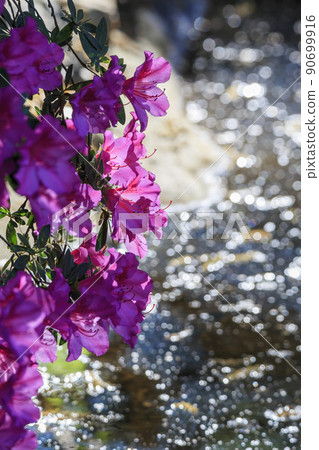 Sunny view of the beautiful Rhododendron blossom at Descanso Garden Sunny view of the beautiful Rhododendron blossom at Descanso Garden 90699916