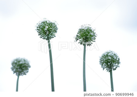 Vegetable flowers, purple onions 90699946