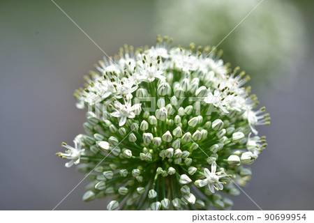 Vegetable flowers, purple onions Vegetable flowers, purple onions 90699954