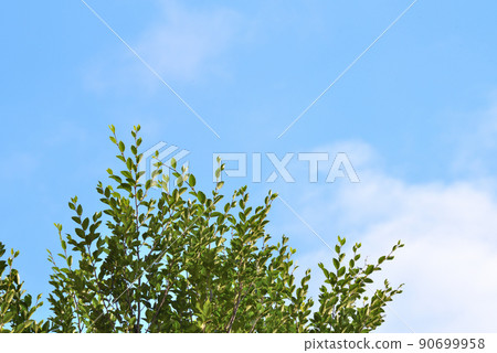 初夏的景色,藍天,白雲,清新的綠色 初夏的景色,藍天,白雲,清新的綠色 90699958