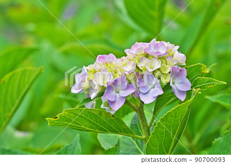 Light blue hydrangea flowers (spring, June) 90700093